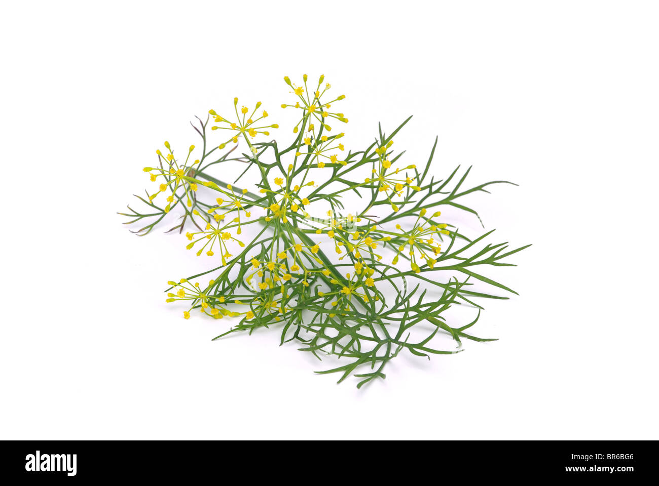 Dill freigestellt - dill isolated 01 Stock Photo