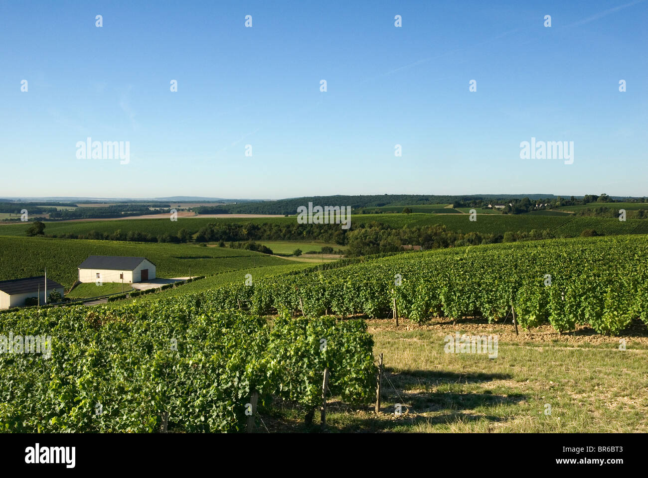 View looking south from Crezancy across Sancerre vinyards Stock Photo