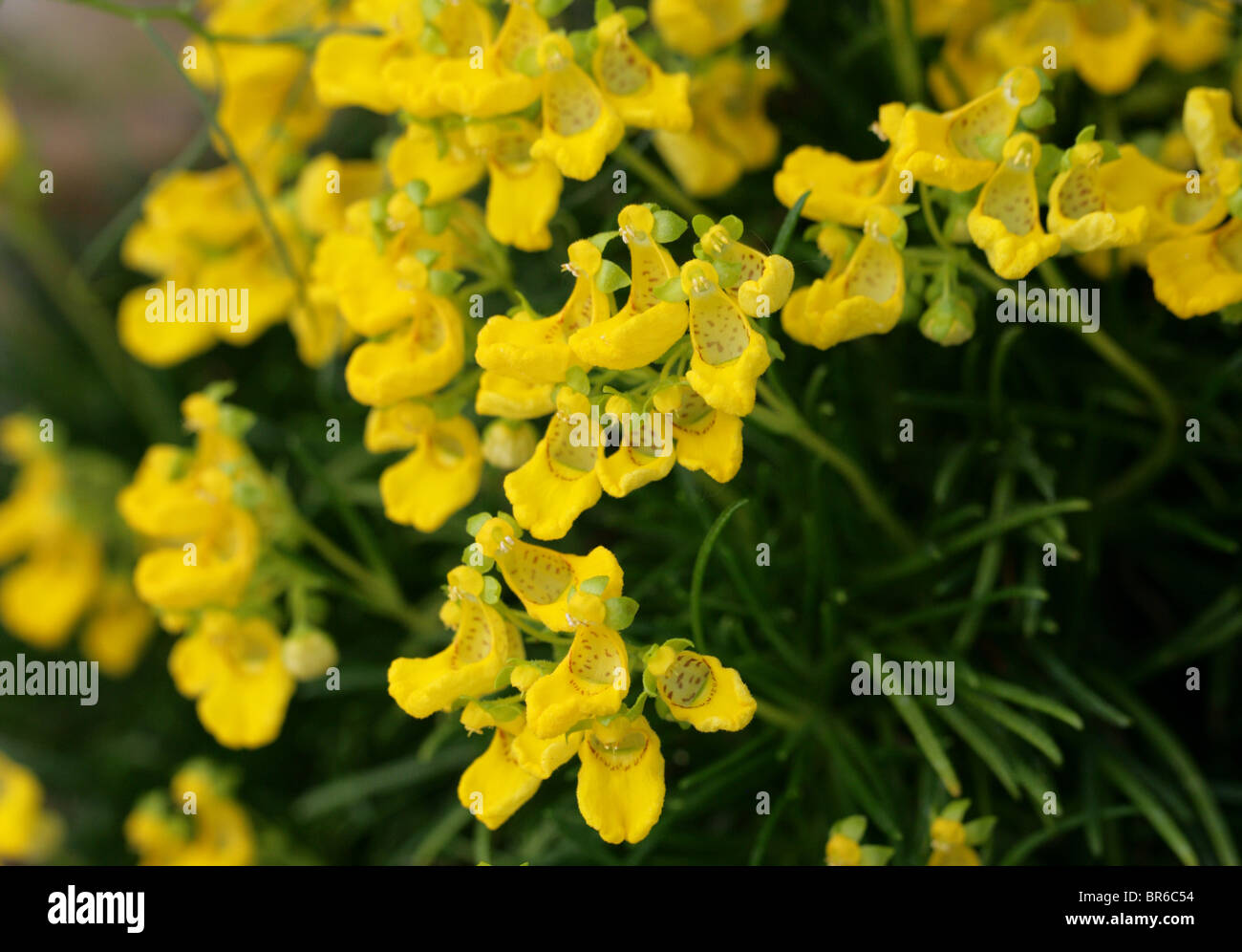 Pocketbook Plant, Slipper Flower or Slipperwort, Calceolaria pinifolia, Scrophulariaceae, Argentina, Chile, South America Stock Photo