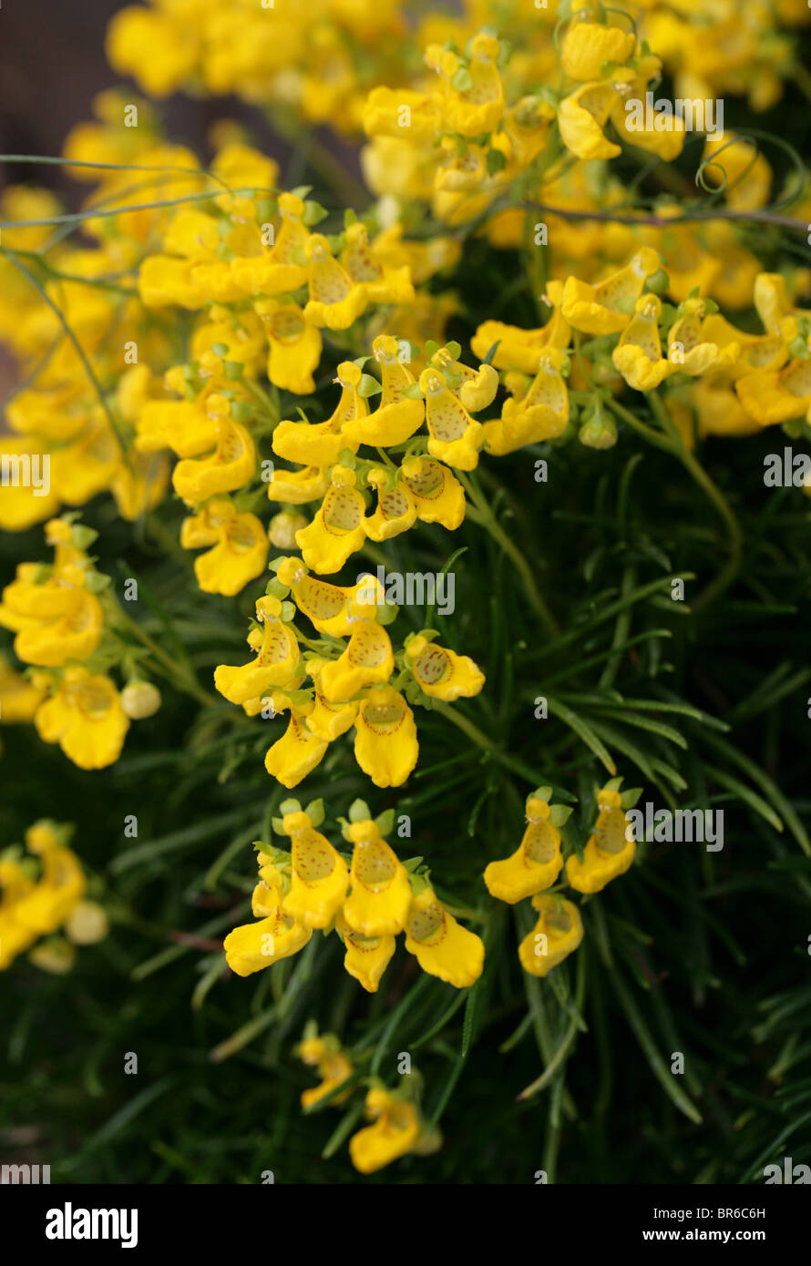 Pocketbook Plant, Slipper Flower or Slipperwort, Calceolaria pinifolia, Scrophulariaceae, Argentina, Chile, South America Stock Photo