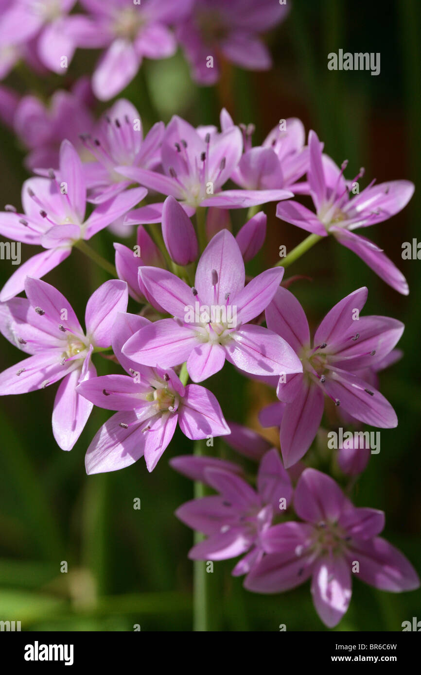 Purple-Flowered Garlic Flower, Allium murrayanum (A. acuminatum), Alliaceae, Western North America, USA. Stock Photo