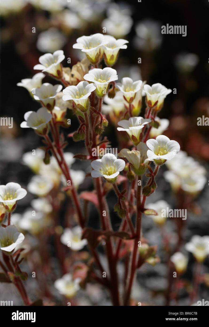 Saxifrage or Mossy Rockfoil, Saxifraga latepetiolata, Saxifragaceae, Spain, Europe Stock Photo