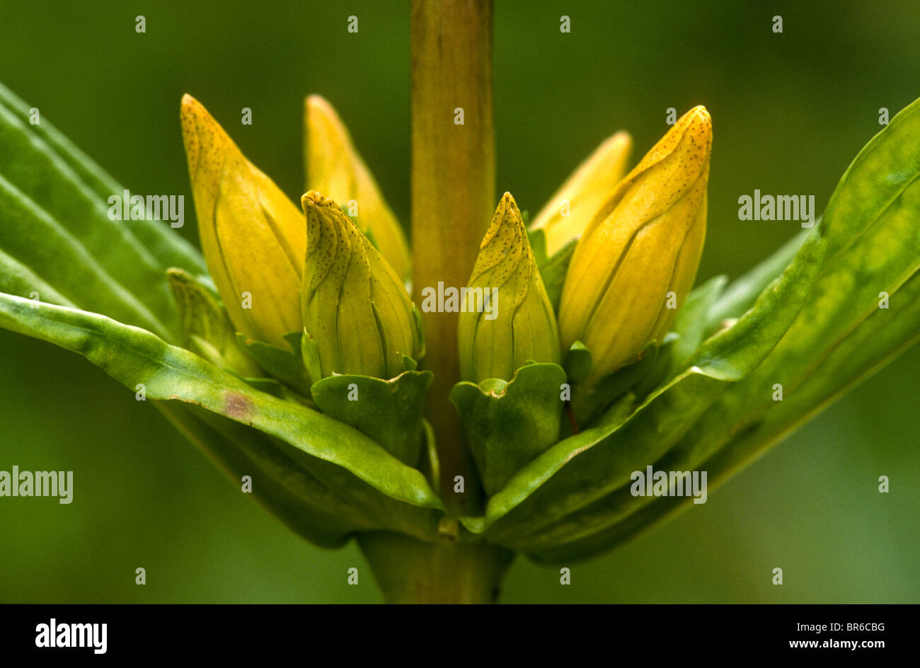 Spotted gentian, Gentiana punctata, Valsavarenche, Italy Stock Photo