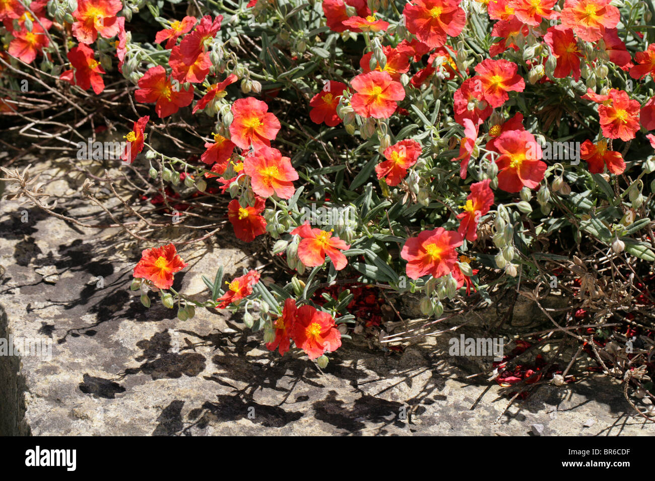 Red Rock Rose, Helianthemum 'Fire Dragon', Cistaceae Stock Photo