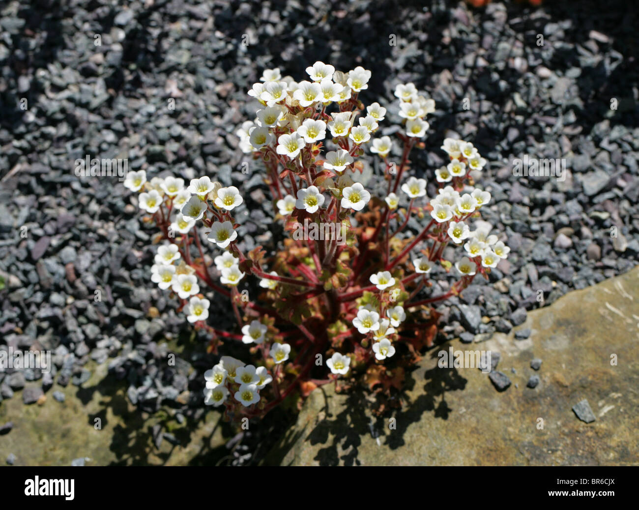 Saxifrage or Mossy Rockfoil, Saxifraga latepetiolata, Saxifragaceae, Spain, Europe Stock Photo