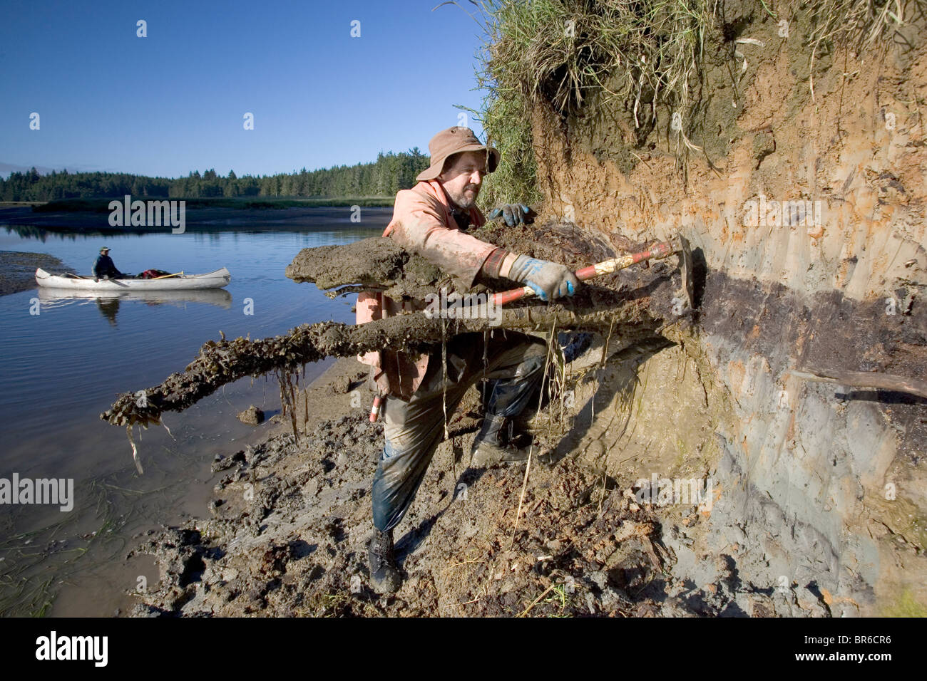 Geologist Brian Atwater cleans a mud bank at low tide on the Niawiakum River Washington as part of a Tsunami Research project. Stock Photo