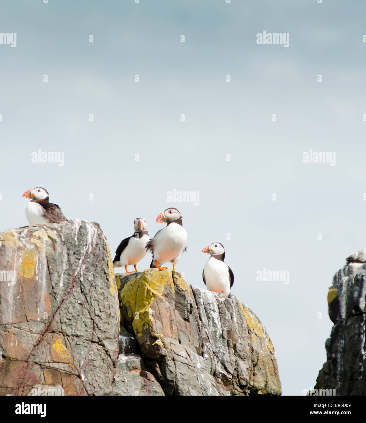 Puffins on rocks in Farne Island, UK Stock Photo