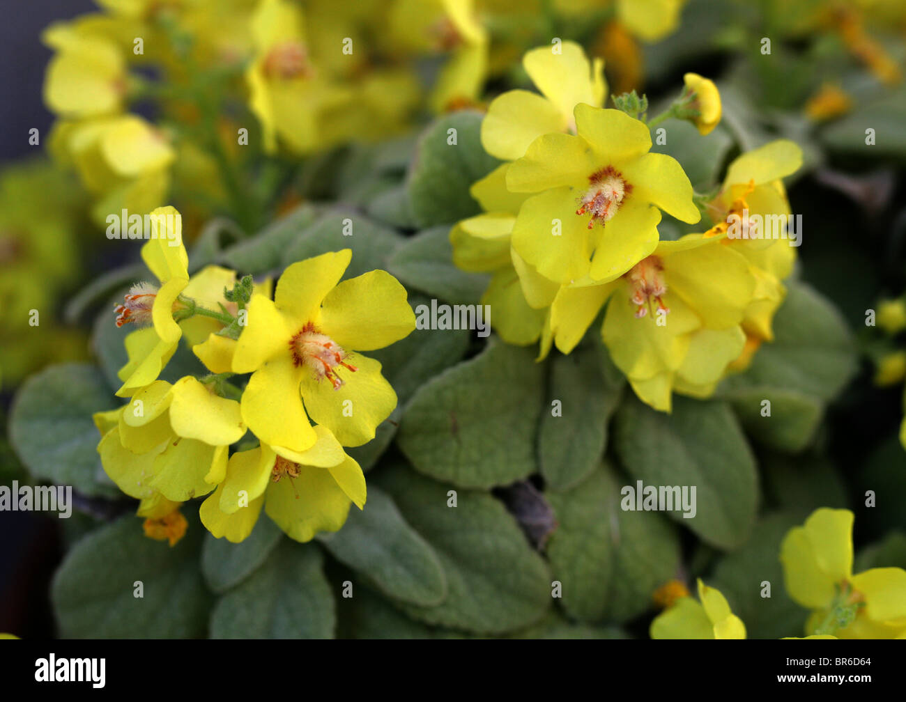Mullein, Verbascum dumulosum, Scrophulariaceae, Turkey. Stock Photo