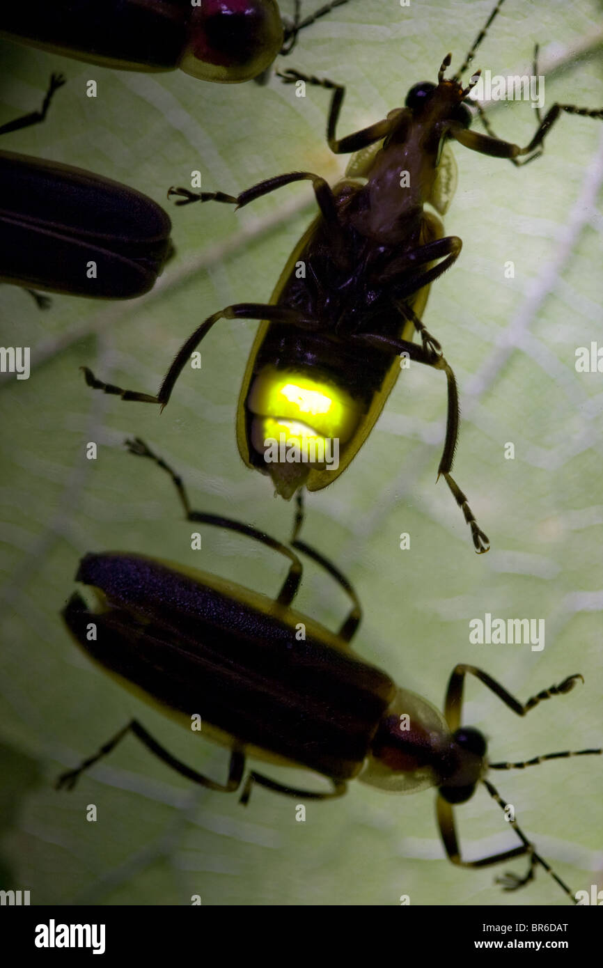 Fireflies Flashing at Night - Lightning Bugs Stock Photo