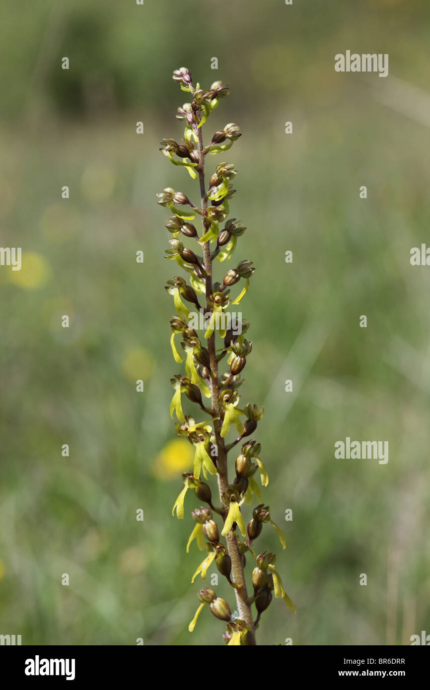 Common Twayblade Listera ovata Flower Stock Photo
