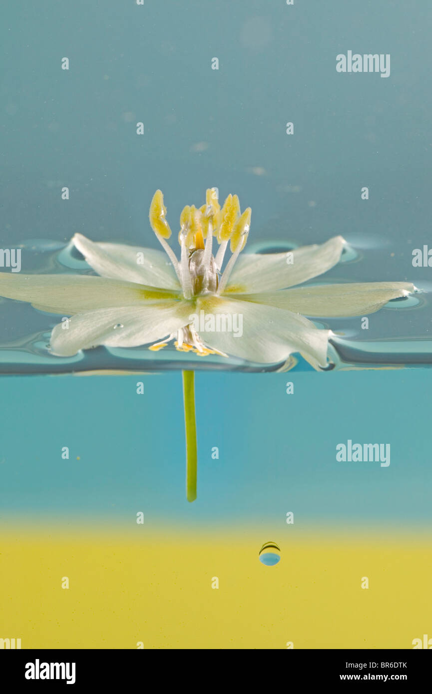 white flower floating in water Stock Photo Alamy
