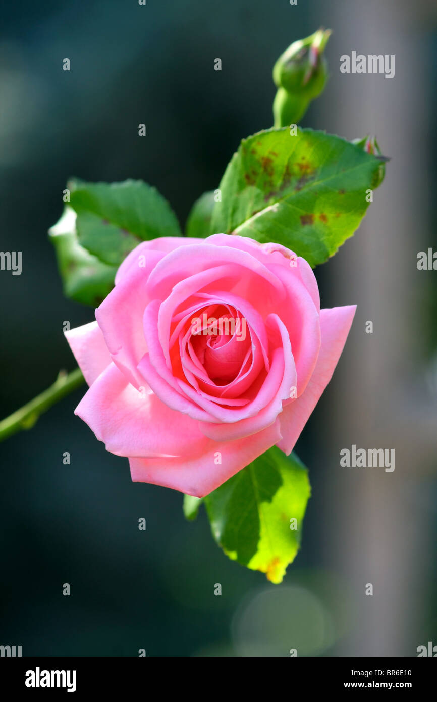 Bloom wild rose hi-res stock photography and images - Alamy