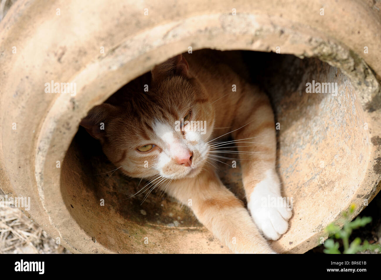 A ginger cat in a disused chimney pot resting in the sunshine Stock Photo
