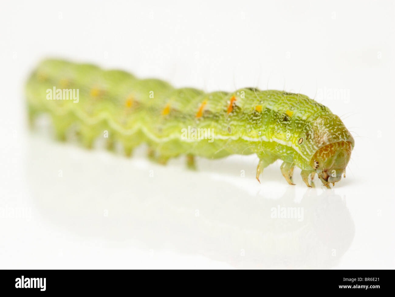 Green caterpillar on white; Cabbage Moth larva (Mamestra brassicae) Stock Photo
