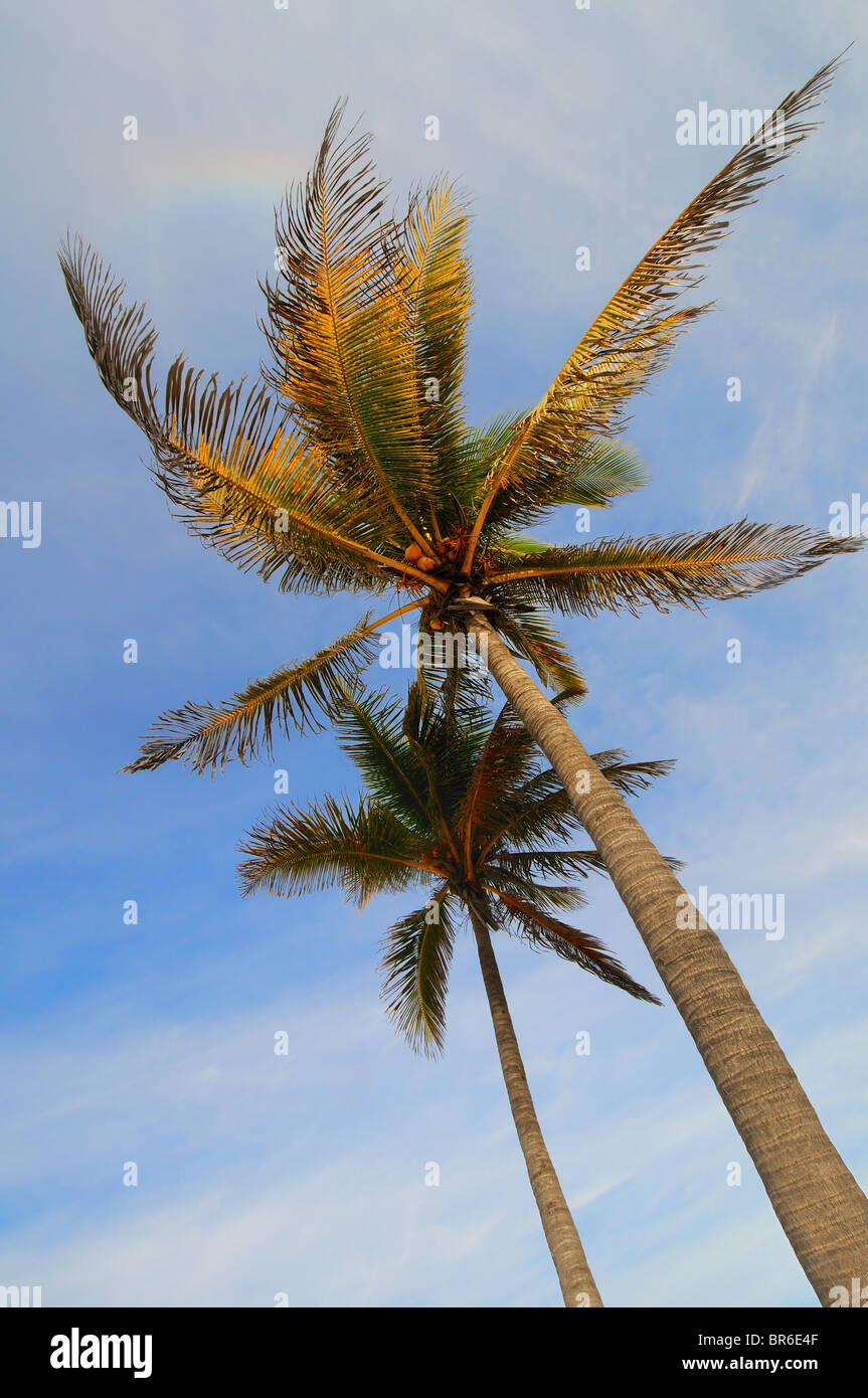 Tall palm trees stand hi-res stock photography and images - Alamy