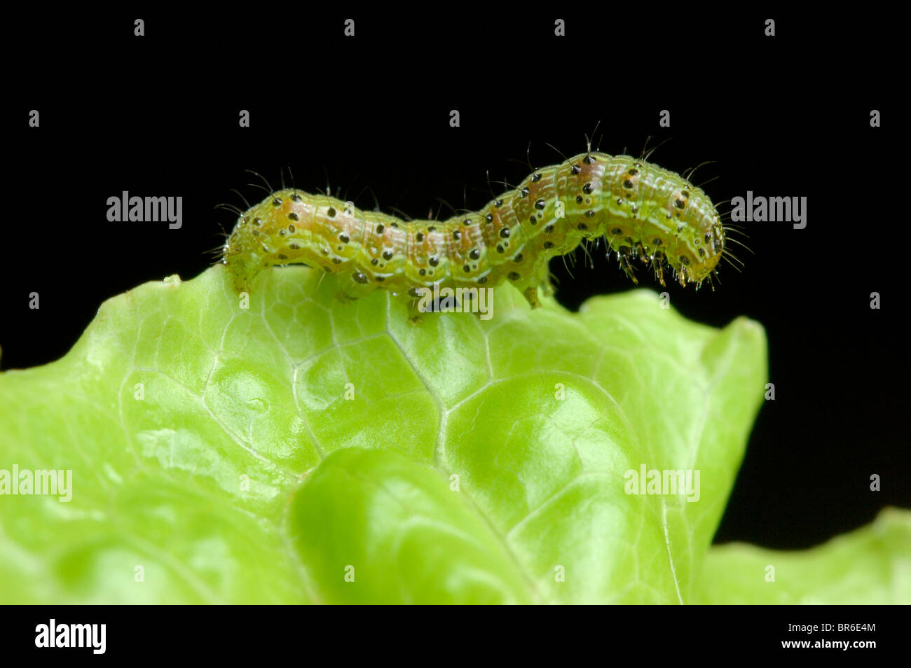 Cabbage Moth larva (Mamestra brassicae) on lettuce leaf posing Stock