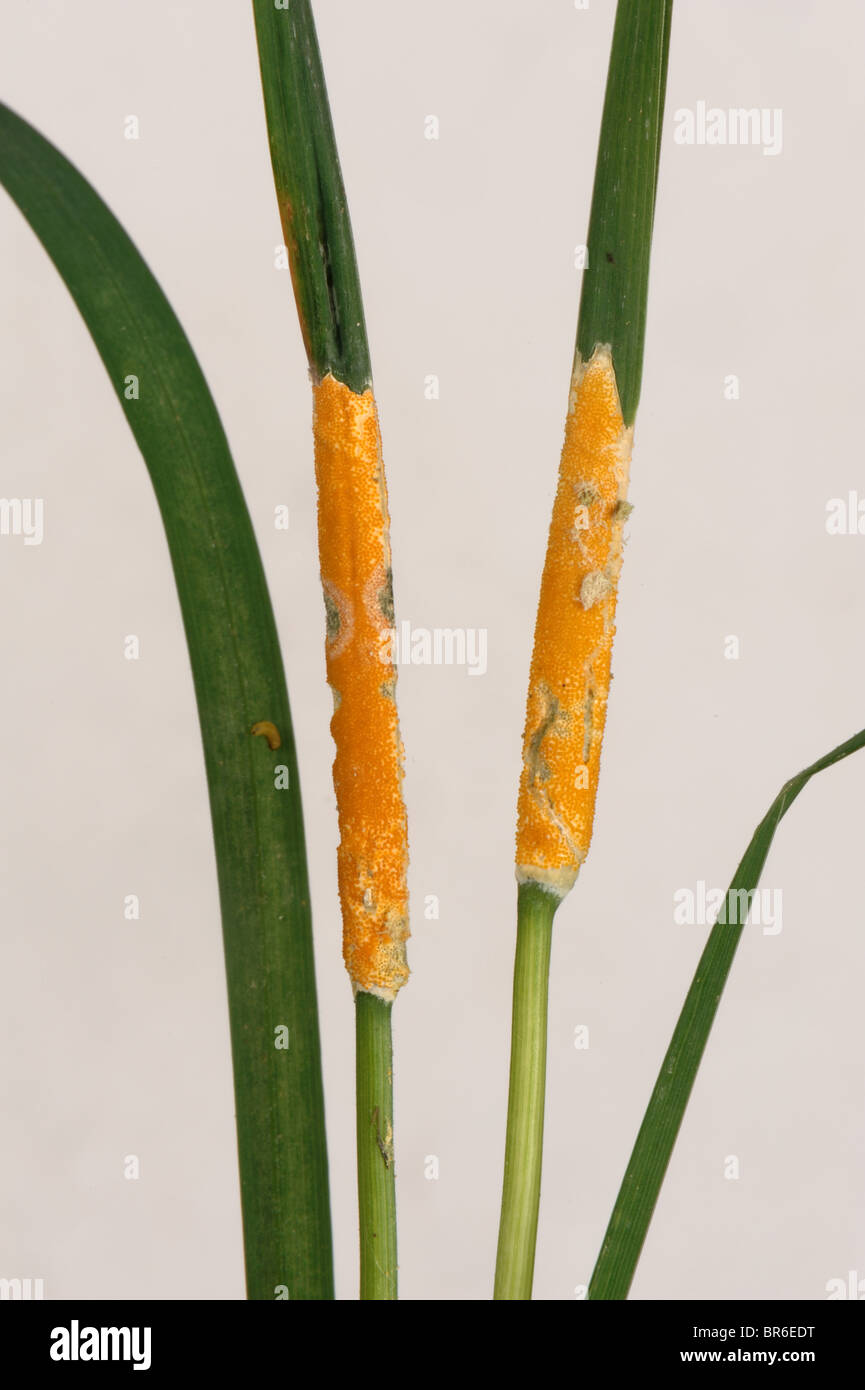 Orange yellow choke (Epichloe typhina) collars on wild grass leaf nodes Stock Photo