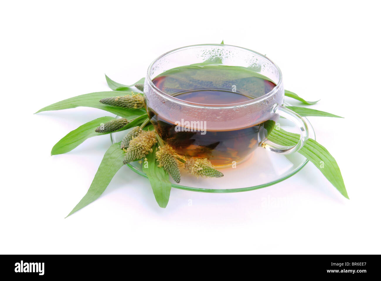Tee Spitzwegerich - tea ribwort plantain 11 Stock Photo