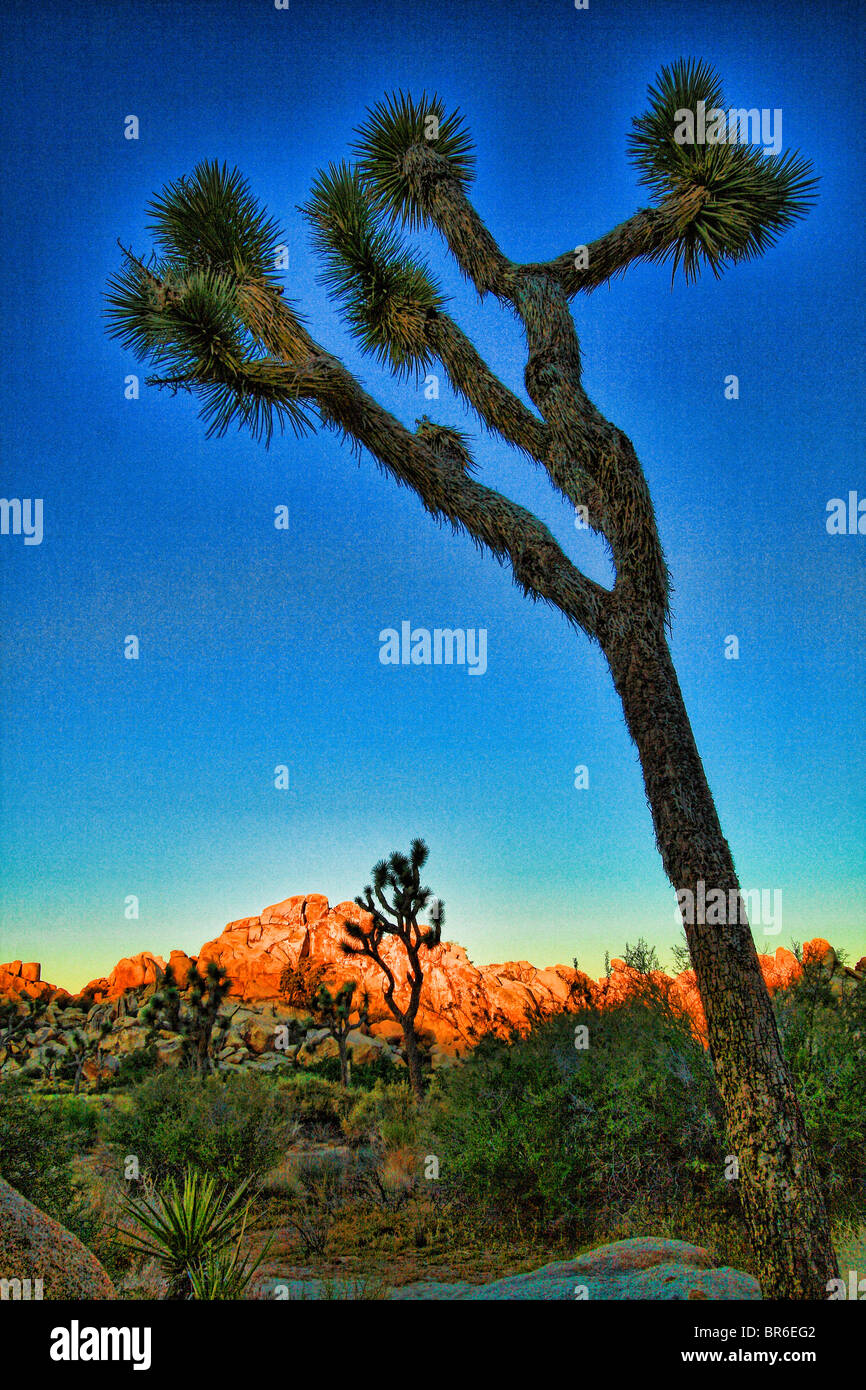 Joshua Tree at sunset [HDR version] Stock Photo