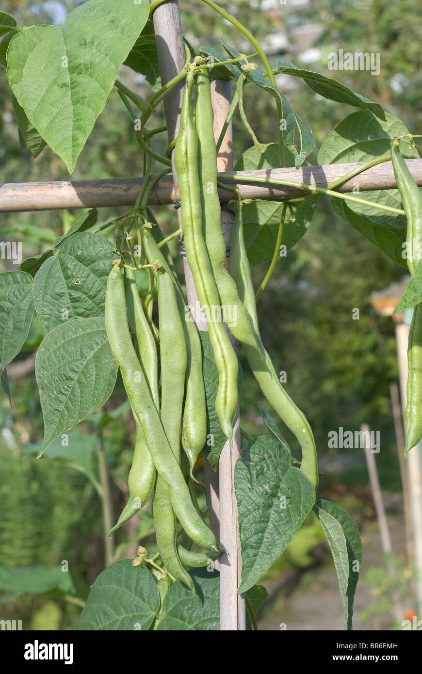 Vegetable Garden with Fresh and Nutritious Green Beans Stock Photo