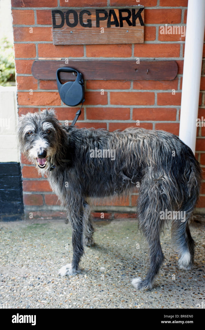Pet dog awaits his owners return outside a butchers shop Stock Photo
