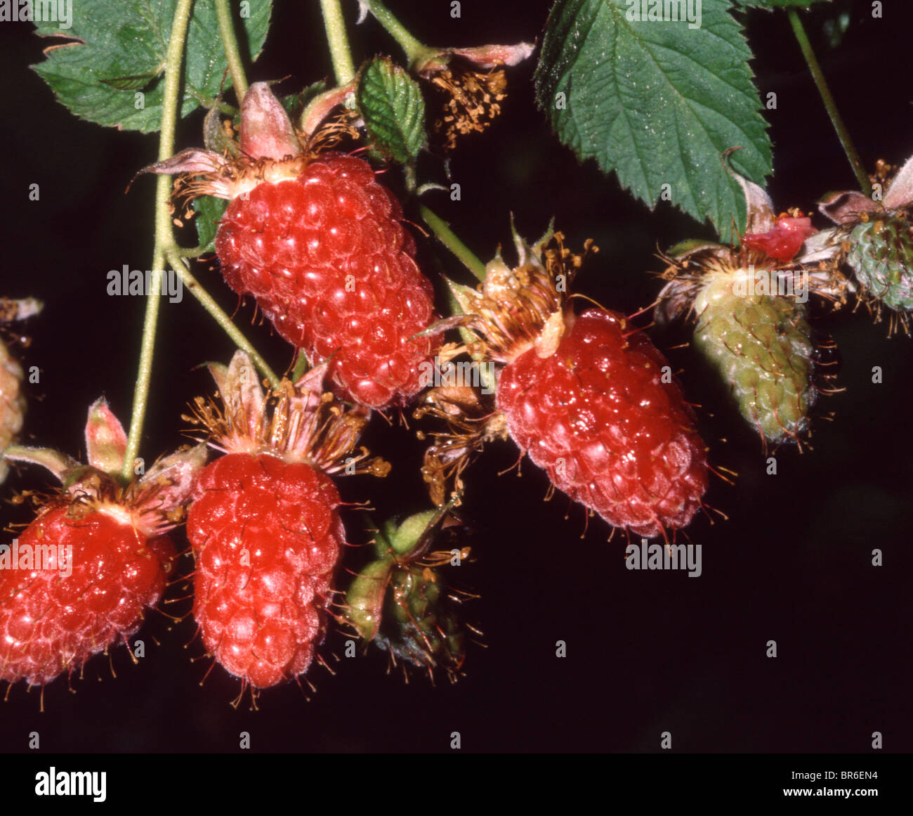 Loganberries Stock Photo