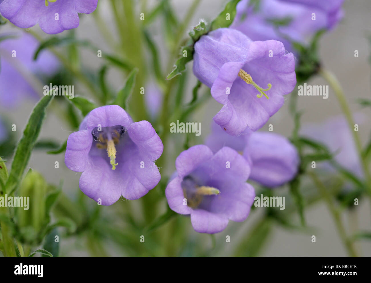 Pyrenean Bellflower, Campanula speciosa, Campanulaceae, Pyrenees, Europe Stock Photo