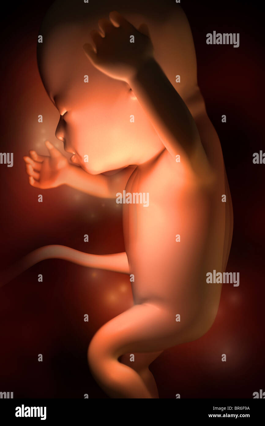 This 3D medical image depicts a fetus at week 16. Stock Photo