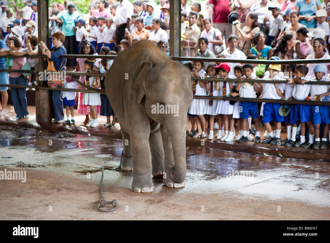 Locals and tourists watching elephants in The Pinnawela Elephant Orphanage Stock Photo