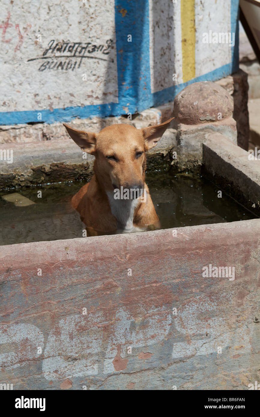 dog take a bath in a water tank Stock Photo Alamy