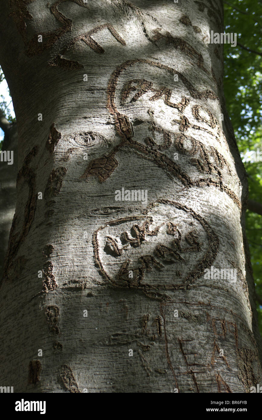 Initials carved into the smooth bark of a beech tree Stock Photo