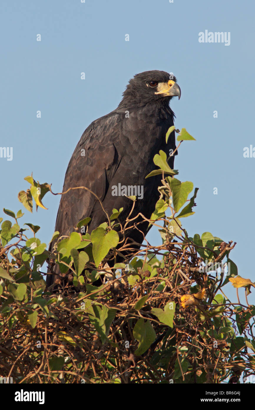 Great Black Hawk Stock Photo Alamy