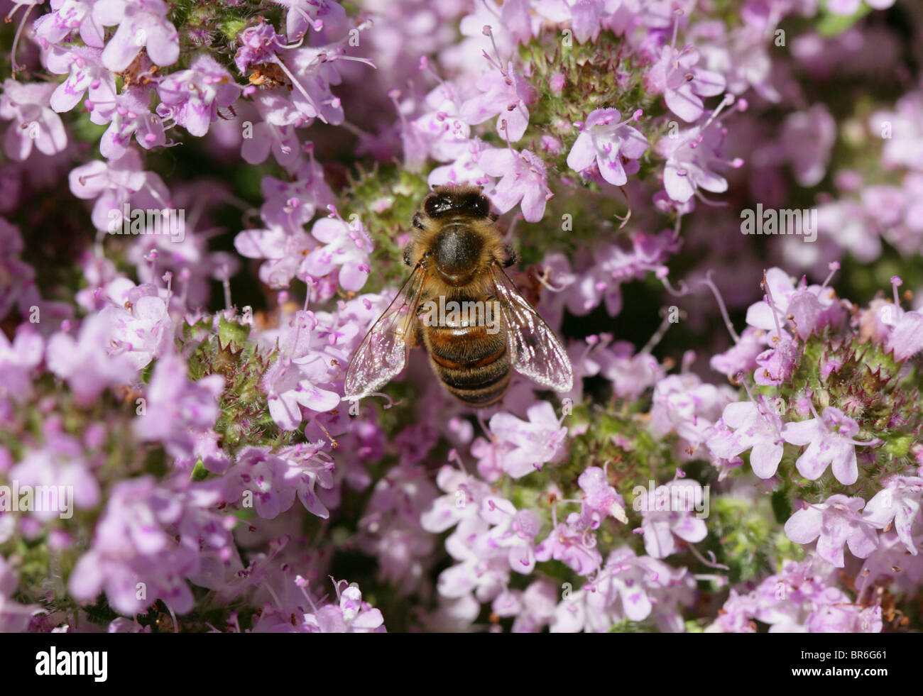 European or Western Honey Bee, Apis mellifera, Feeding on Thyme, Thymus