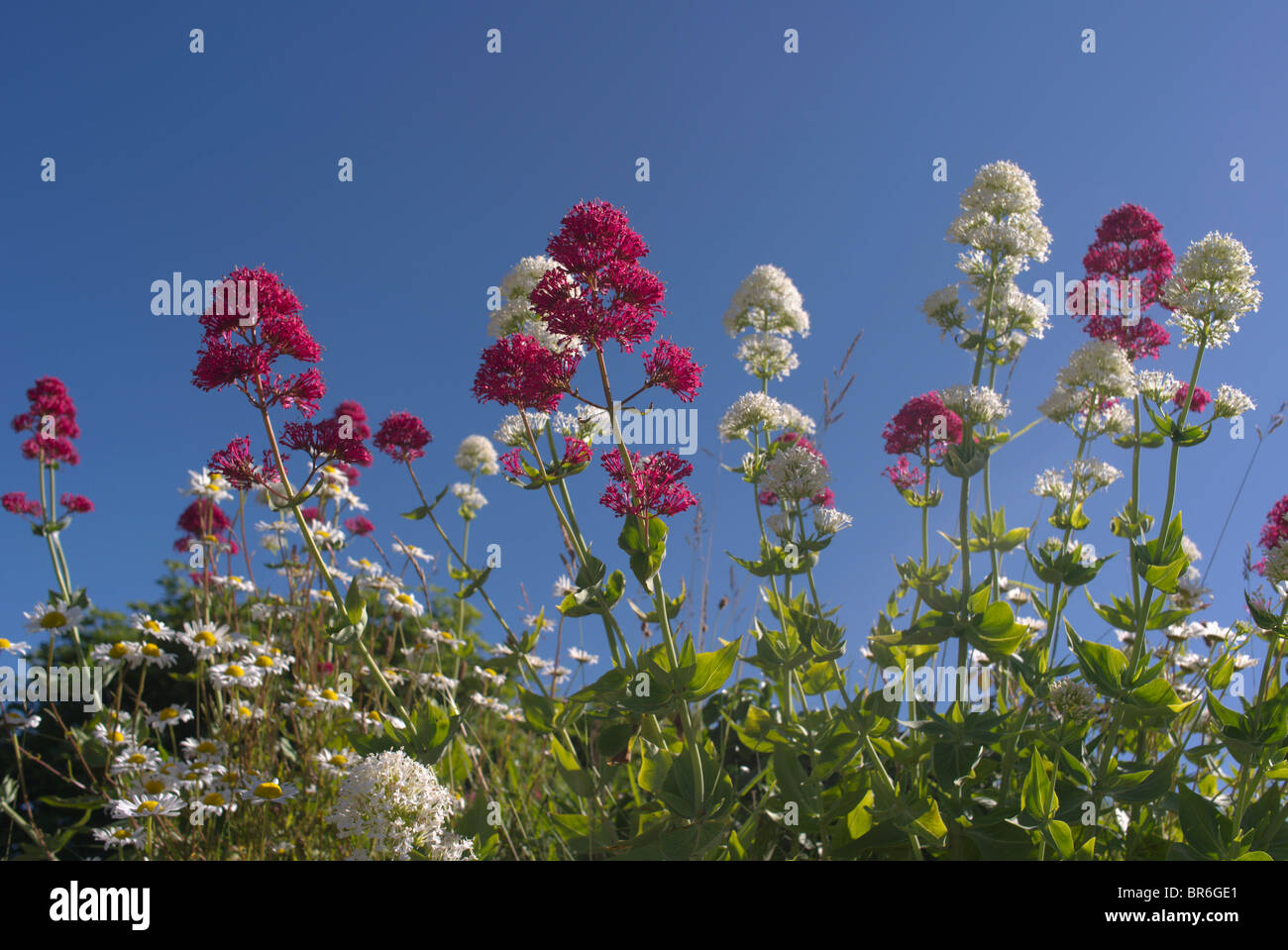 Back garden wild flowers hi-res stock photography and images - Alamy