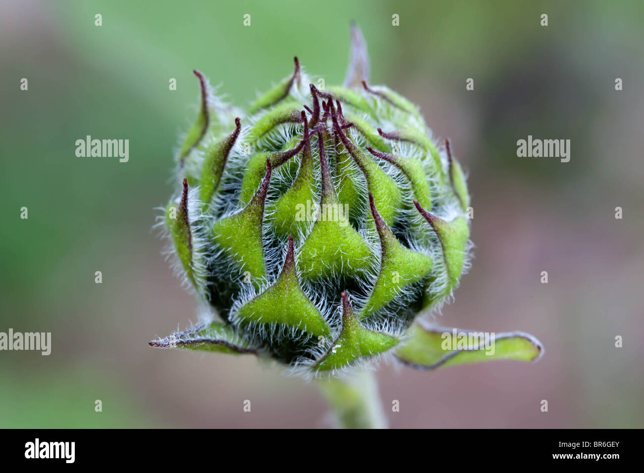 Macro. Sunflower. Bud closed. Stock Photo