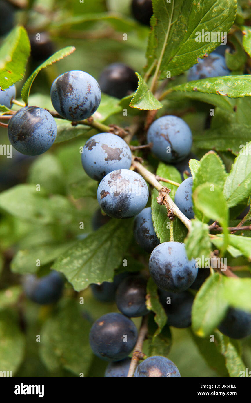 sloe berries Stock Photo Alamy