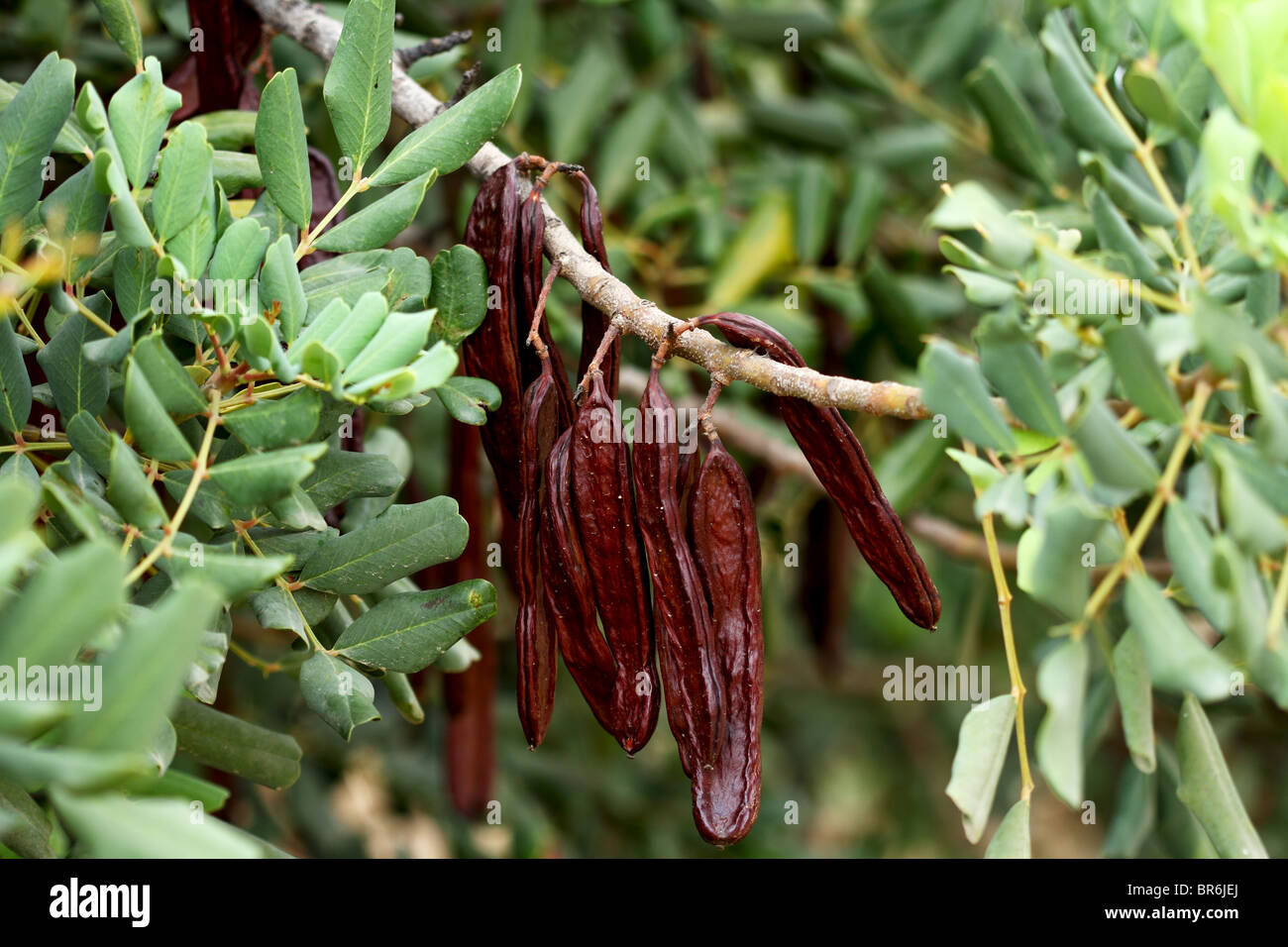 Carob Tree Locust Tree Stock Photos & Carob Tree Locust Tree Stock