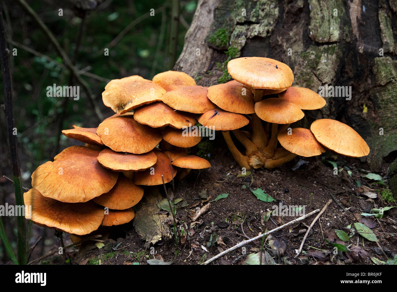 Honey mushrooms Stock Photo