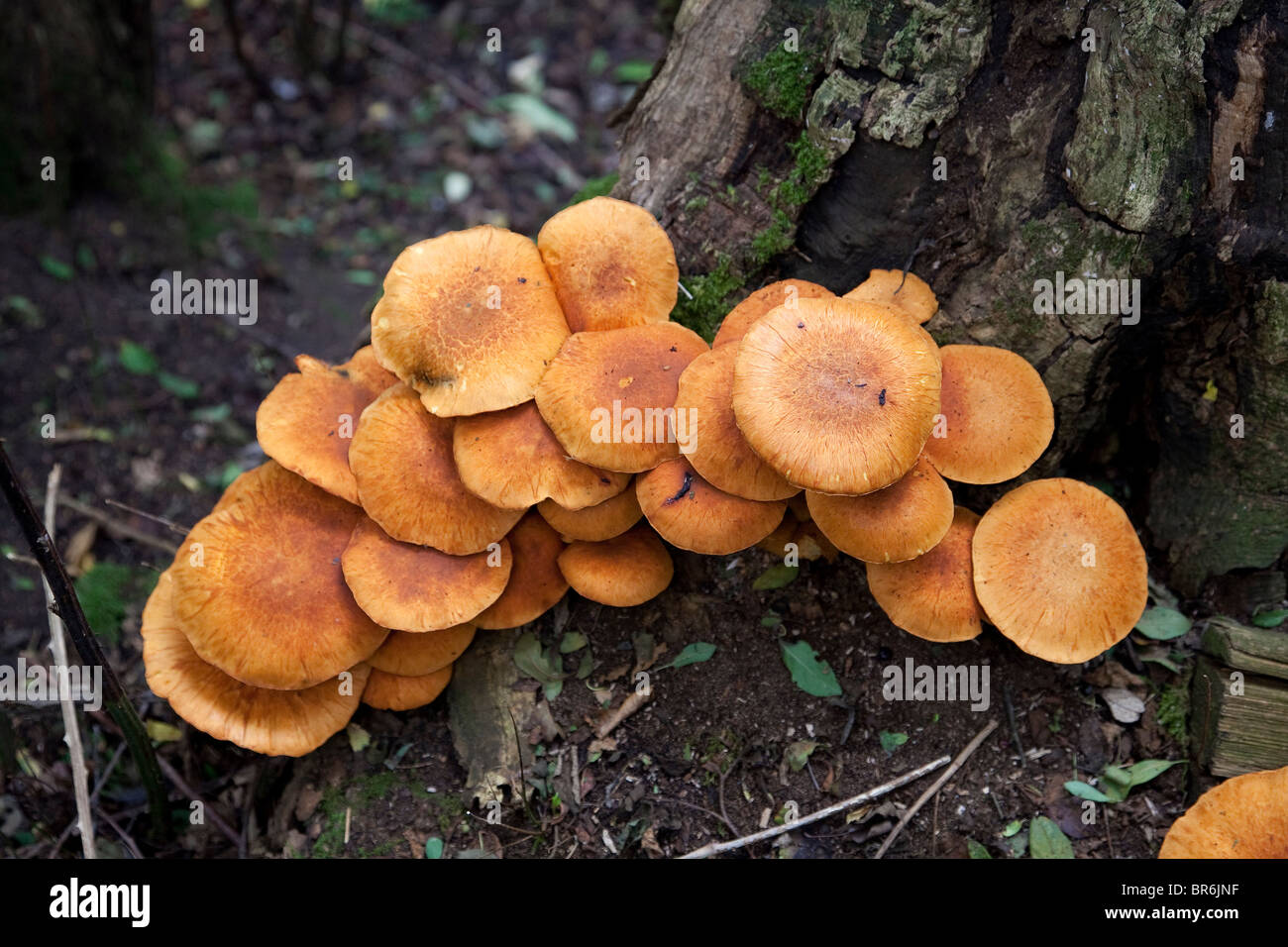 Honey mushrooms Stock Photo