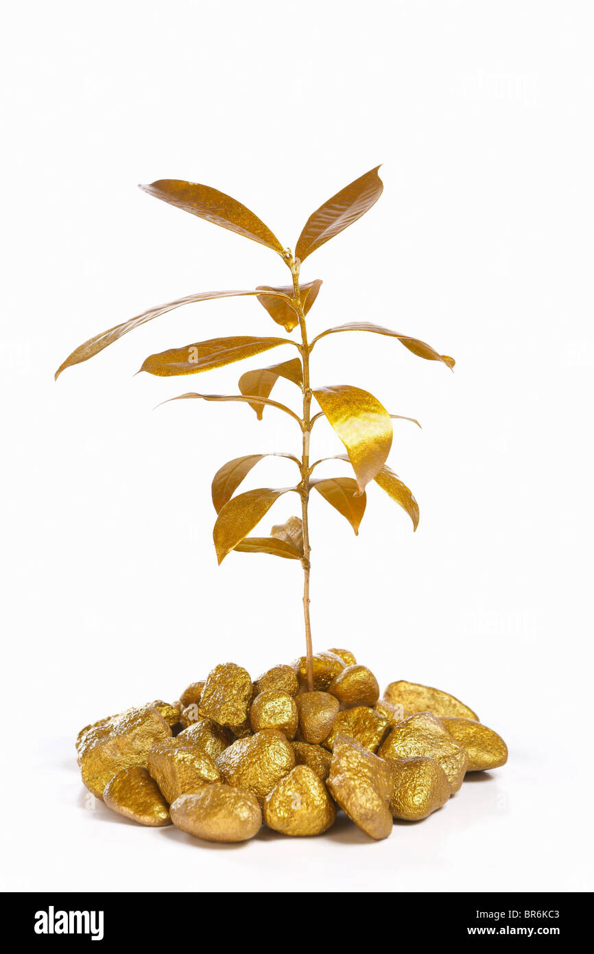 Golden plant growth between gold rocks, isolated on white background