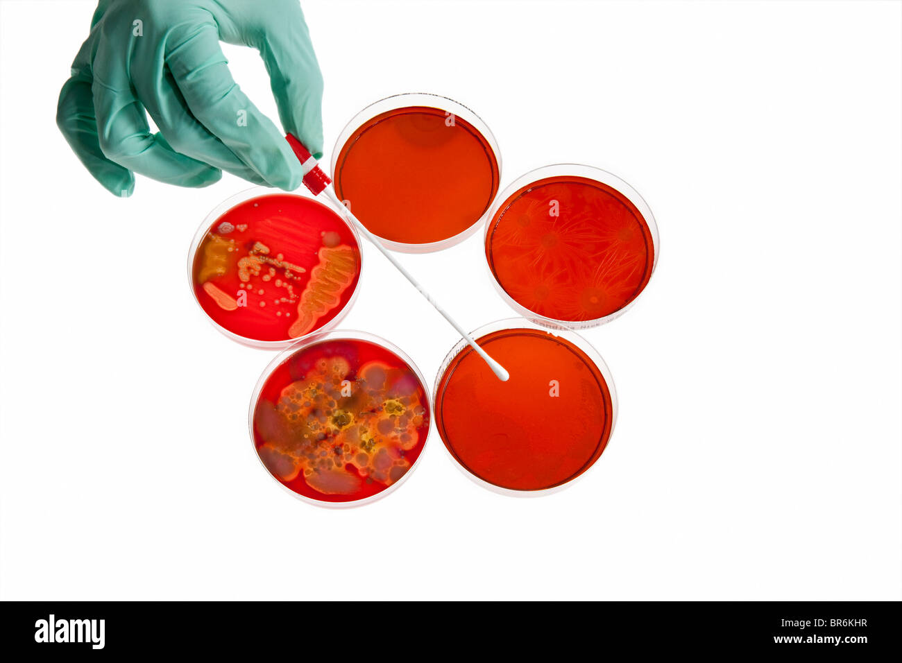 A lab technician using a cotton swab on a Petri dish with a bacteria culture, close-up of hand Stock Photo