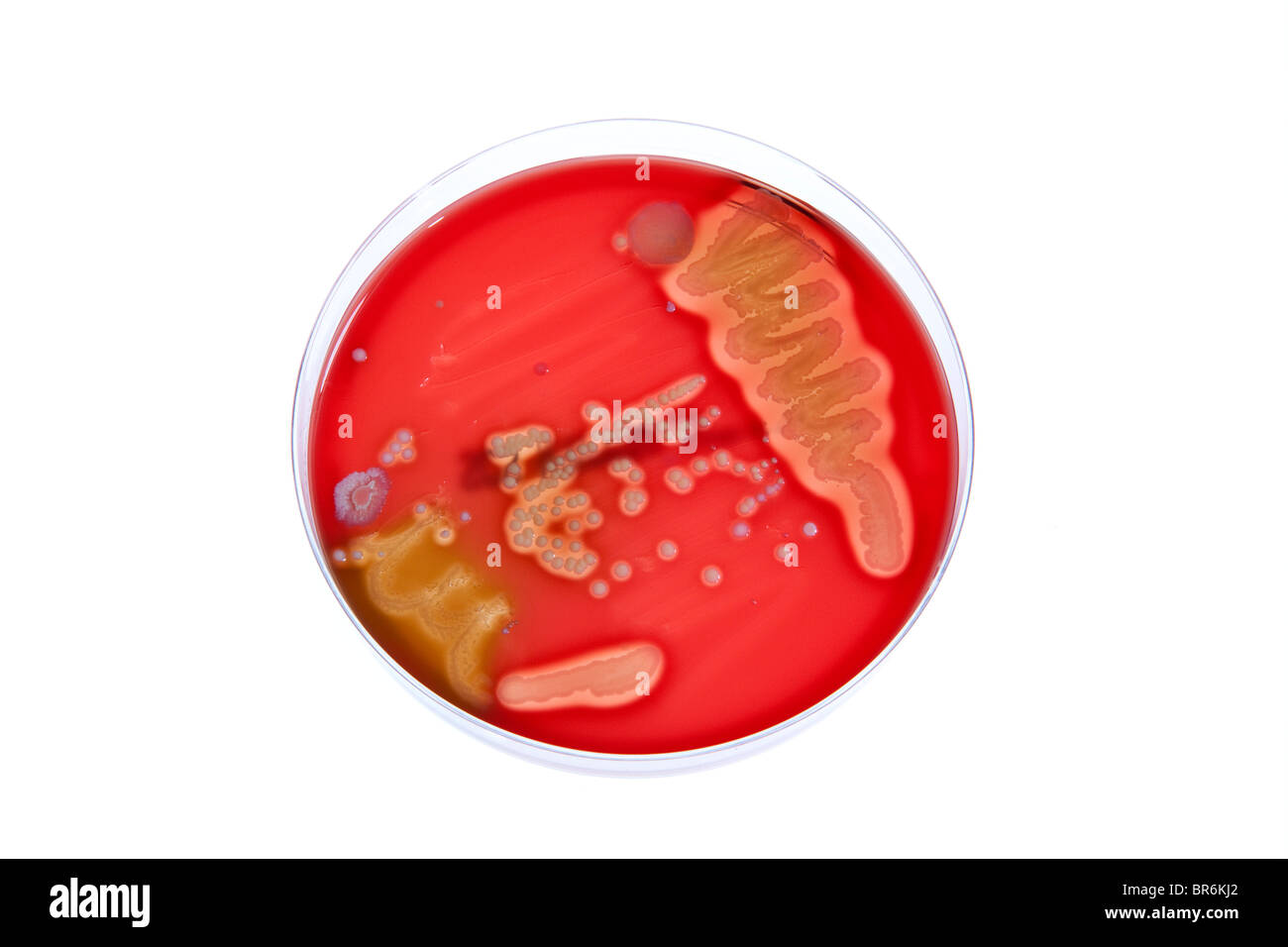 A bacteria culture growing in a Petri dish Stock Photo
