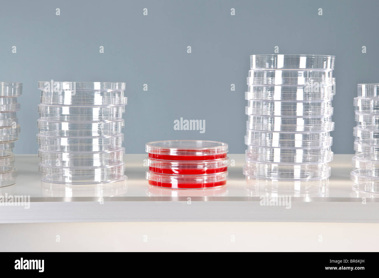 Three used Petri dishes and stacks of unused Petri dishes Stock Photo