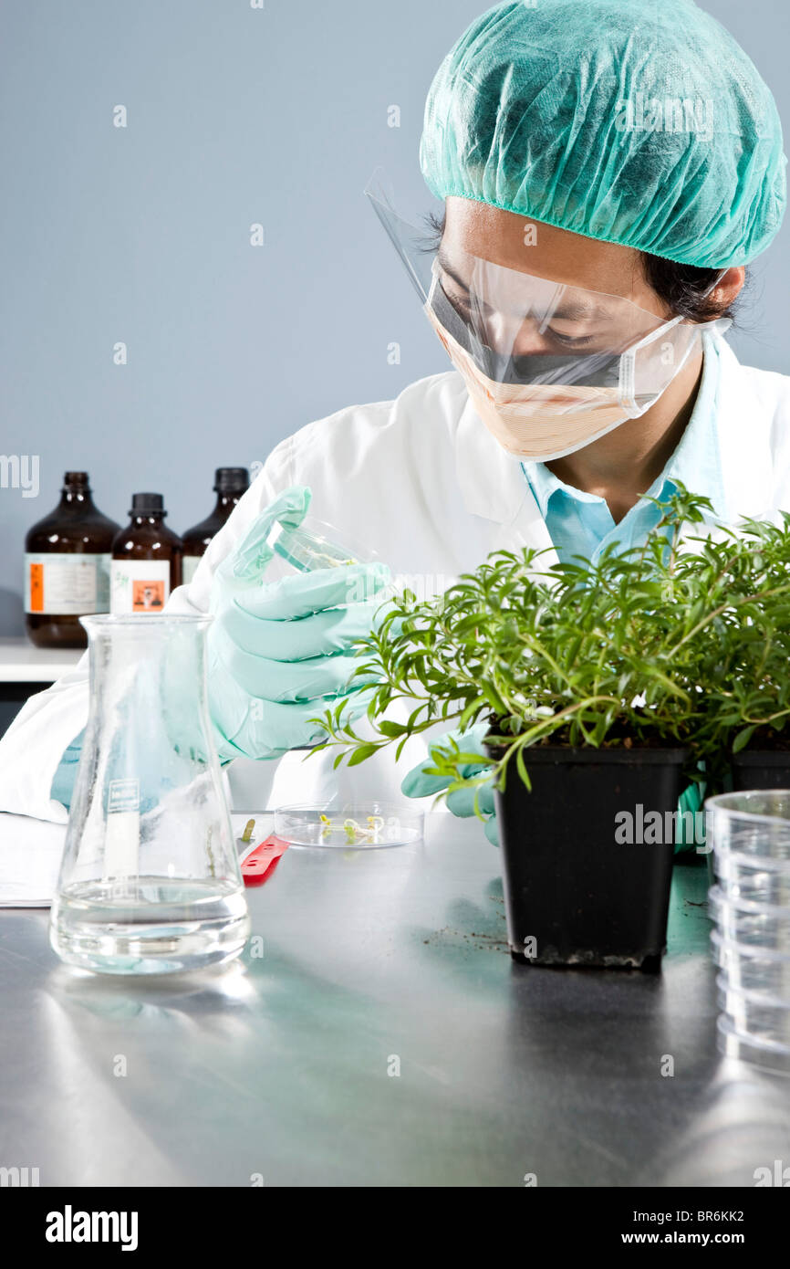 A lab technician inspecting a seedling in a Petri dish in a laboratory ...