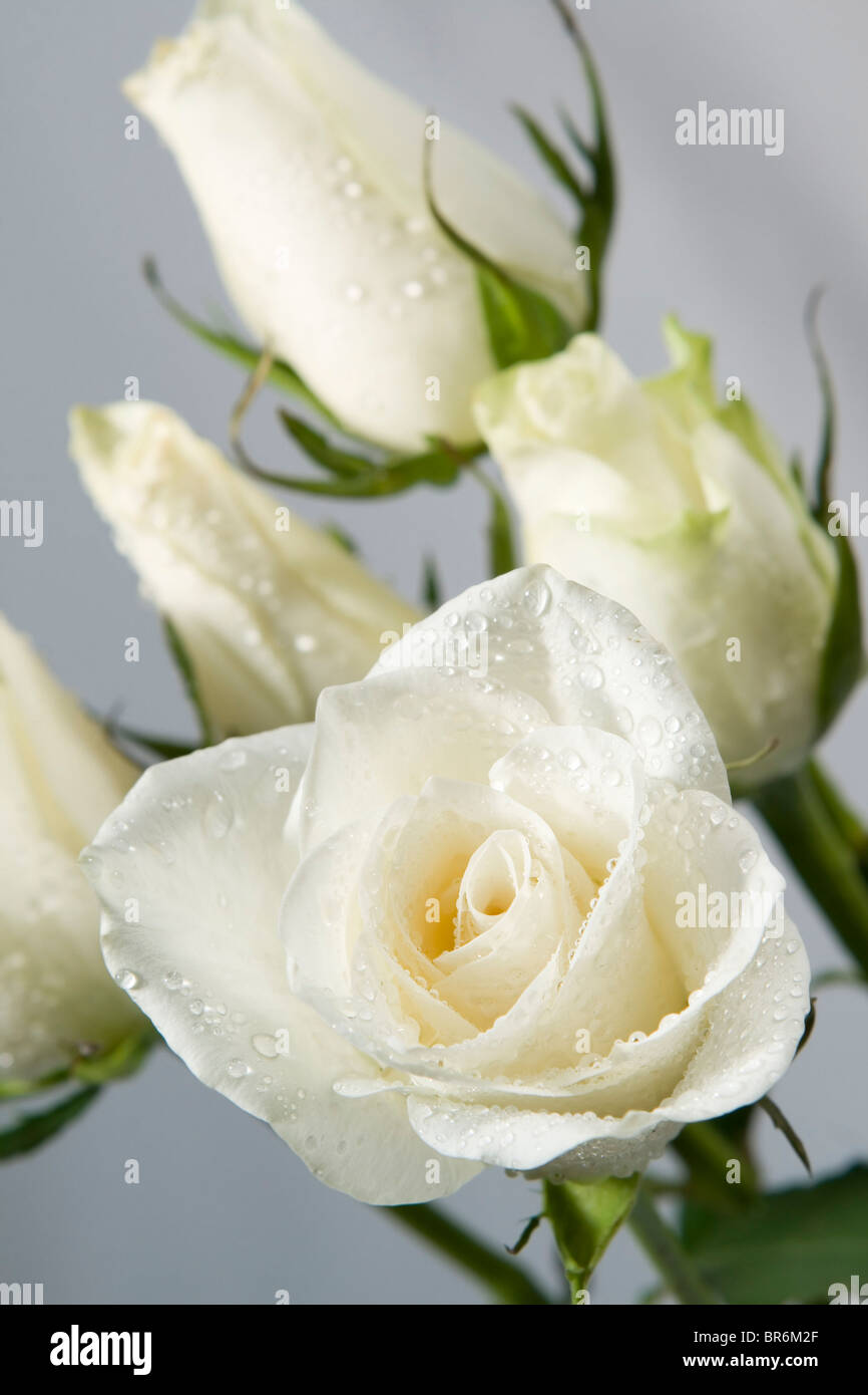 White Roses With Water Drops Stock Photo Alamy White Roses With Water Drops Stock Photo Alamy