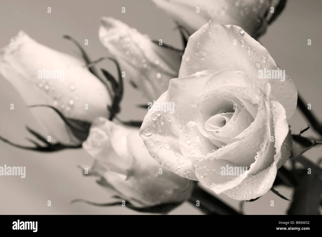 Swathe White Roses Wet white rose on hi-res stock photography and images - Alamy