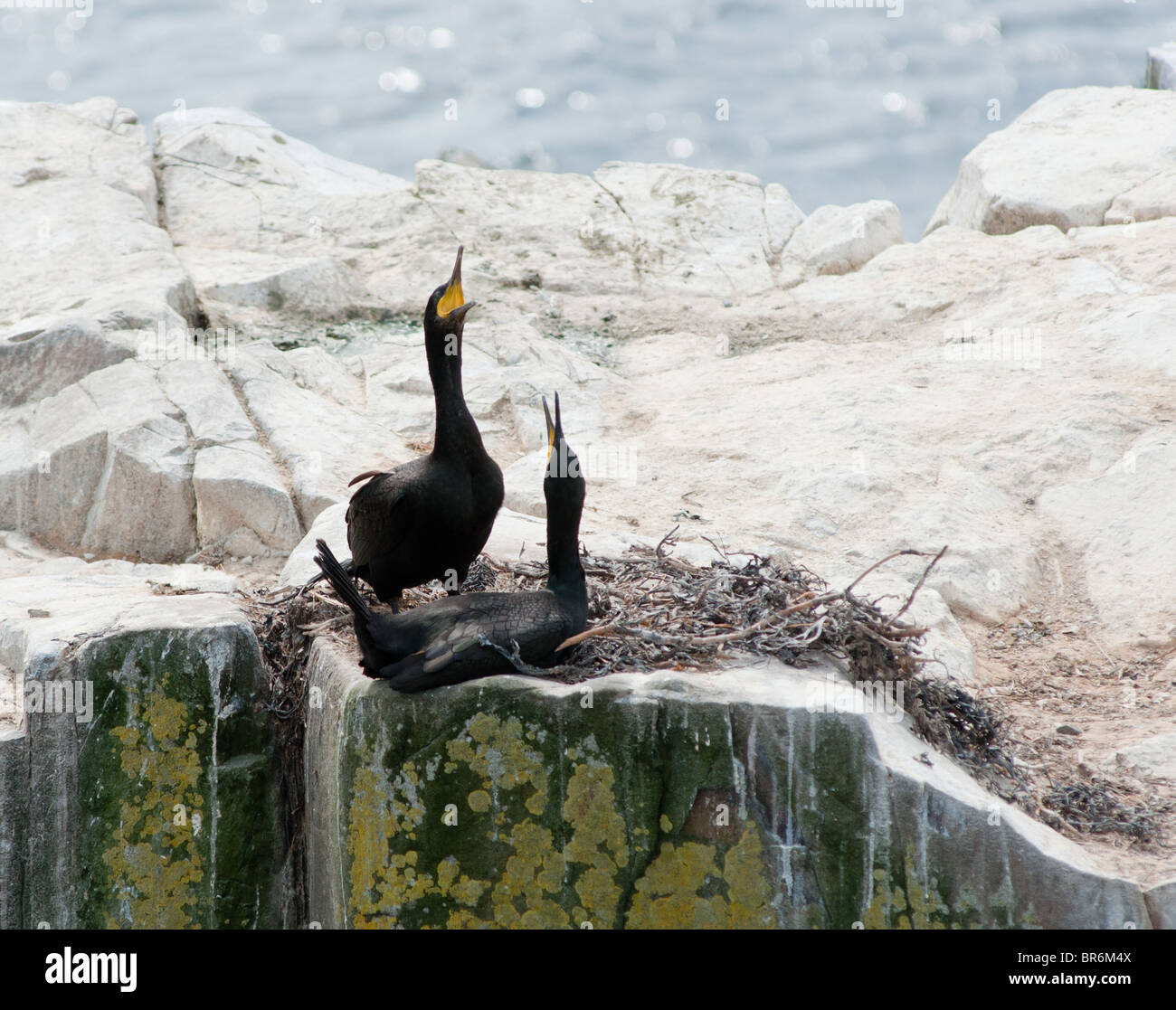 Common Shags in nest seen in the Farne Island in Northamberland Stock Photo