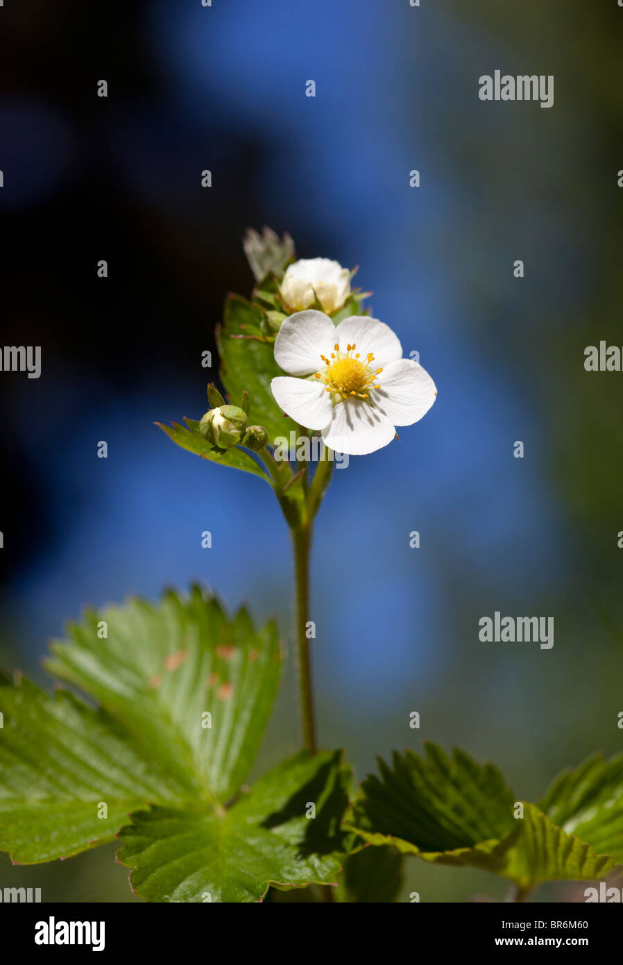 Wild strawberry ( Fragaria vesca ) flower blooming , Finland Stock ...