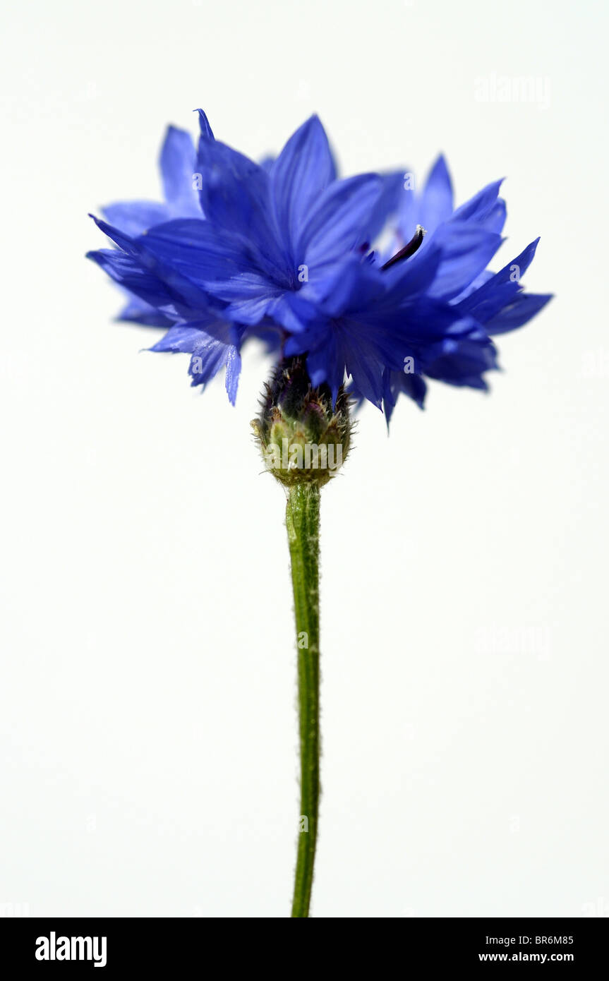 Cornflower or Bluebottle Stock Photo