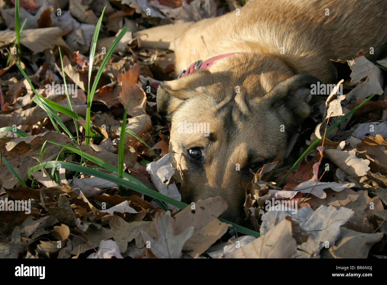 Dog lying in a pile of leaves Stock Photo - Alamy
